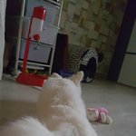 사람<b>인척</b>하는 개님 2