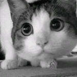 <b>중독</b>성 장난 아닌 고양이 움짤