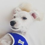 치명적이게 윙크 <b>발사</b>하는 강아지