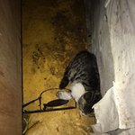 [동물보호] 서울시 동대문구 캣<b>맘분</b>들 어디계시나요?_도움이 필요합니다