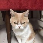 왜? <b>알짱</b>대면 안되?