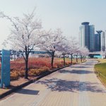 [ㅇㅇ] <b>뚝섬</b> 벚꽃 치킨엔딩~