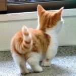 이건 난쟁뚱이 <b>뒷</b><b>태</b>사진