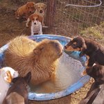 동물세계 친화력 갑인 카피<b>바라</b>