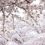 여러분 올해 벚꽃사진 공유해보아요