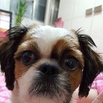 울애기 <b>코코</b>