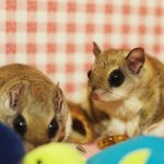 [하늘다람쥐] 하늘다람쥐 두루 뭉실이, 늪과 숲을 지나서 가자!