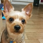 덩<b>여사</b>님과 대박군의 동거는....힘듬 ㅠㅠ