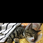 [고양이] 중성화 수술 한 재구 근황>_<