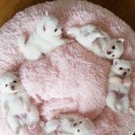 [댓글부탁해] 마약<b>방석</b>의 위험성