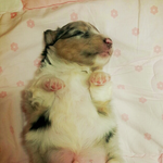 [강아지] 안녕? 난 김탄이야