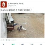 [EXO] 4둘기사진 찍어서 알계에 제보했는데