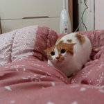 나의 동거남 <b>도칠</b>이랑 놀아주기