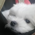 [강아지] 구파발 호랑이 막둥이