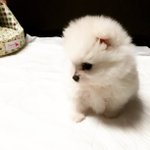 [강아지] 우리왕<b>쟈니</b>