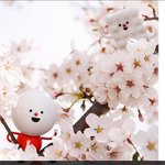 저 이번에 여의도 윤중로로 벚꽃놀이 다녀왔어요!!!!!!!!!!...