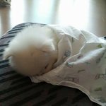 난쟁아 <b>자니</b>?