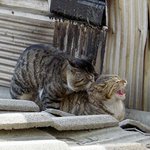 난쟁아 <b>남자</b> <b>조심</b>해