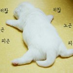 <b>니</b> <b>몸</b> 이거랑 비슷해