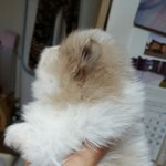 [강아지] 특별한 <b>포메</b> 땅콩이랑 설이