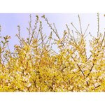 [방탄소년단] 오 좀 있음 팬톡 즐찾 9000이네 +남준이 짹 벚꽃사진 <b>보정</b>