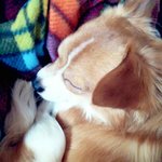 <b>울집</b> 강아지 졸라 웃깈ㅁㅋㅋㅋ