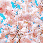 [드루와] 판에 대표적인 어그로꾼들 있잖아