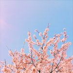 [세븐틴] 얘들아 이 사진 어때