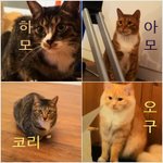 [4냥이집사] 오구오구 4냥이 일기- 춘곤증이다옹:-)