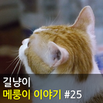 [메룽이<b>집사</b>] 길냥이 메룽이 이야기 #25