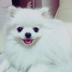 [로리로하] 포메는 사랑입니다 ) 로자매 주말 나들이 다녀왔어요~