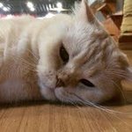 무념<b>무상</b> 고양이와 강아지