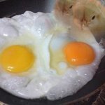 [드루와] 야 얘들아 아이거빠릴 봐봐 급함