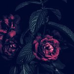 [카이] <b>종인</b>이와 꼭닮은 꽃