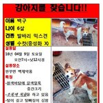 [강아지실종] 강원 <b>원주</b> 발바리찾아주세요ㅠㅠ