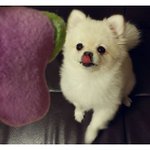 <b>입맛</b> 다시는 고양이와 강아지