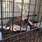 [고양이] 구청의 유기견장에 버려져 있던 미스테리묘 초코의 가족을...