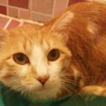 [고양이] <입양완료>두번의 파양을 겪고 뚱자는 달라졌습니다. 다시...