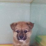 [<b>동행</b>세상] 어느 시골집 마당에 식용으로 살뻔한 쿵이.