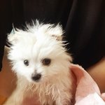 [강아지] 우리 왕<b>쟈님</b> 짱2_2