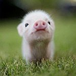 [EXO] 근데 가끔씩 <b>돼지</b>나 소먹으면서 