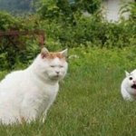 [방탄소년단] 태태랑 윤기 닮은 <b>고양</b>이래~~