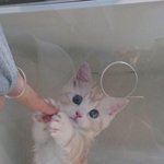 [오늘의판] 만졌으면 책임져라 <b>닝겐</b>