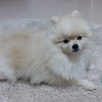 [강아지] <b>역시</b> 포메는 털빨?인가 봐요ㅋㅋ