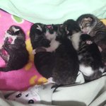 [고양이] 내 사랑했던 작은 별아