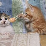 난쟁아 굶지말고 밥<b>먹자</b>
