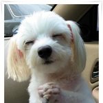 난쟁아 보고<b>시포</b>