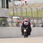 [<b>쿠마</b>몬] 쿠마움쨜나눔합니다~~