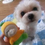 [강아지] 진돗개에 물린.. 예쁜 내동생 콩이