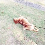 아는 사람은 아는 <b>시바견</b> 고집